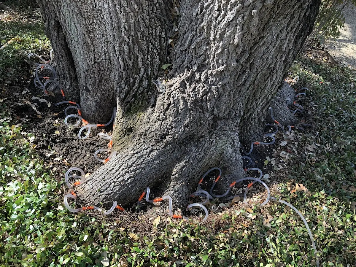 Detailed Tree Cabling and Bracing job site in Glenelg